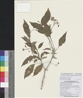 藏品(小金石榴)的圖片